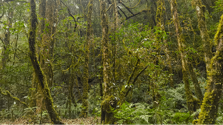 dianhong-ancient-wild-tree-origin