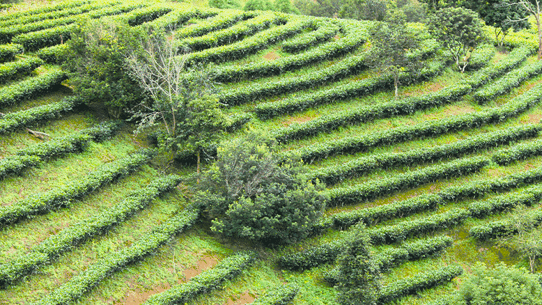 dianhong-golden-needle-tea-garden