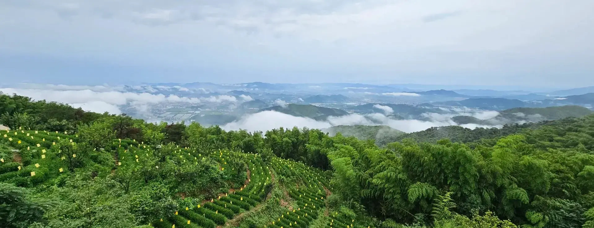 home-banner-longjing-tea-garden