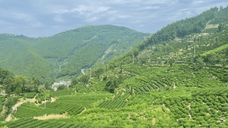 longjing-origin