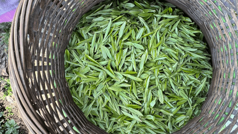 longjing-tea-leaves