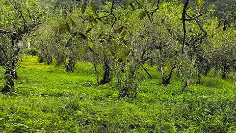 organic-dianhong-tea-garden