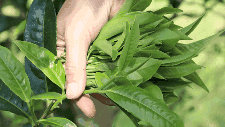 organic-dianhong-tea-leaves