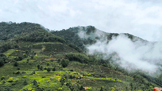 organic-dianhong-tea-origin