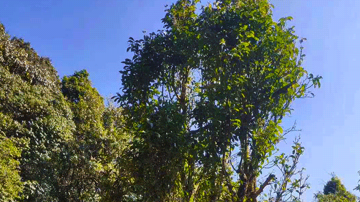 dianhong-ancient-wild-tree-garden