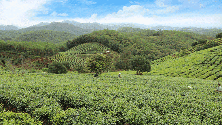 dianhong-golden-needle-tea-origin