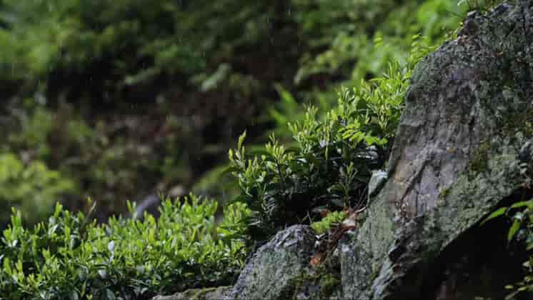 keemun-tea-origin