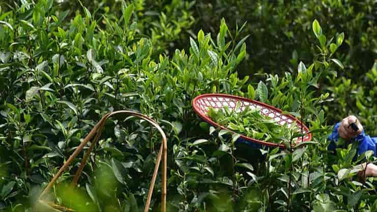 lapsang-souchong-tea-leaves