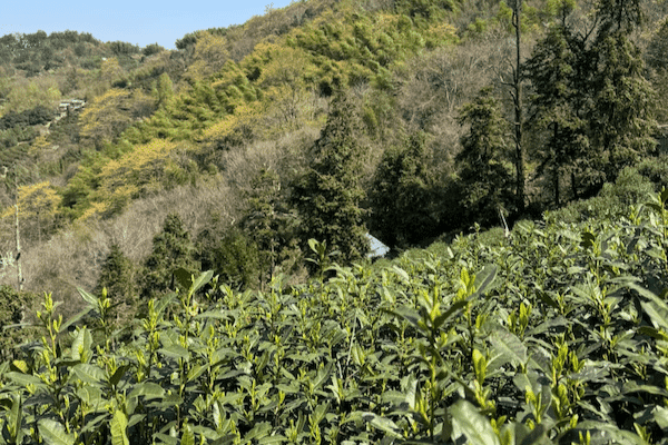 longjing-tea-garden