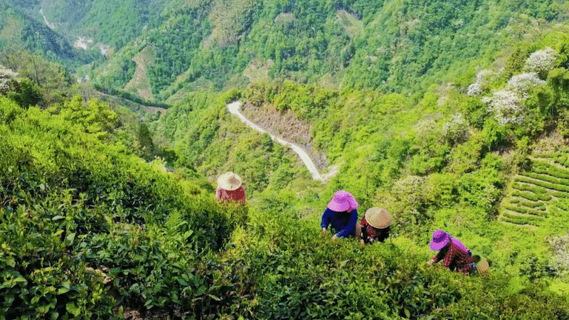 lu-an-gua-pian-tea-garden