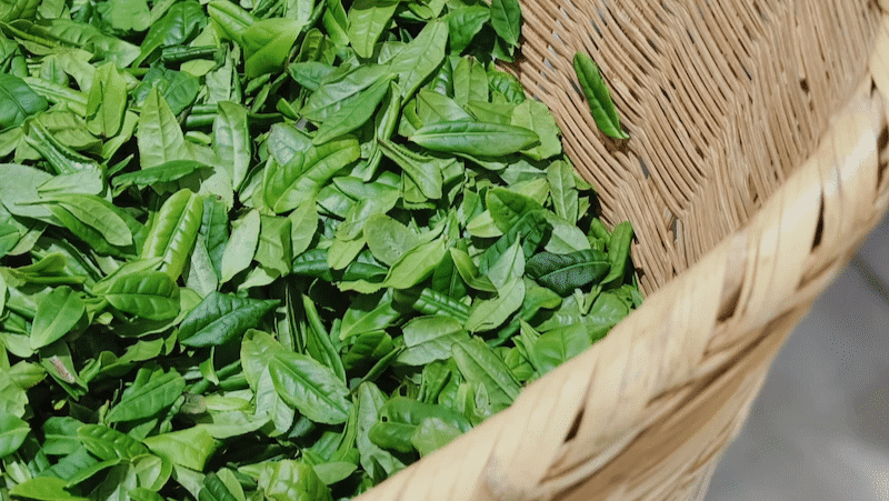 lu-an-gua-pian-tea-leaves