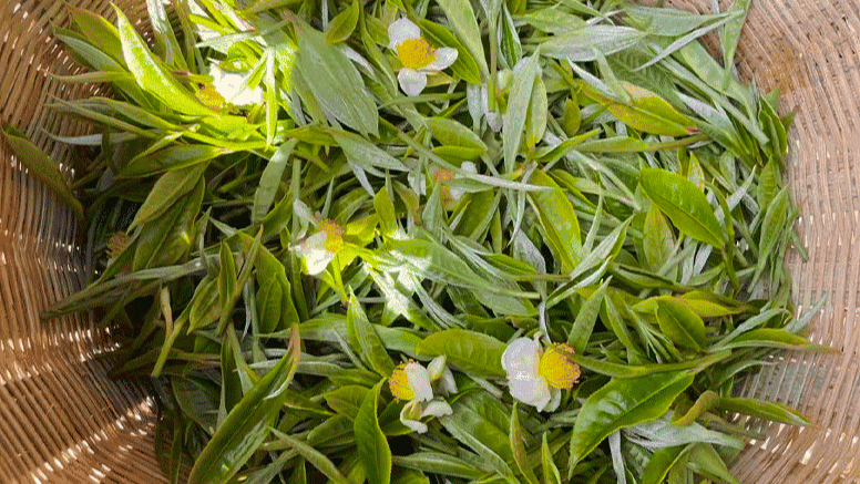 organic-moonlight-tea-leaves