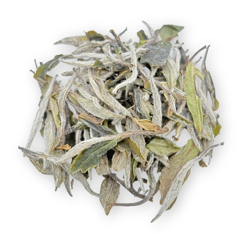 White Peony - HalloTea
